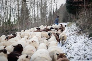 ハイキング道を移動する羊