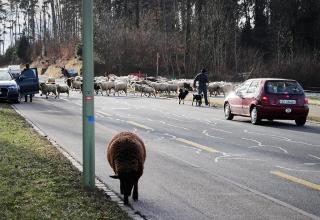 Troupeau de moutons traversant une route.