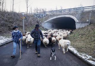 Deux bergers et deux chiens devant un troupeau de moutons sur une route.