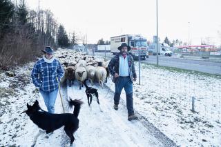 Deux bergers avec deux chiens menant des moutons parallèlement à une autoroute.