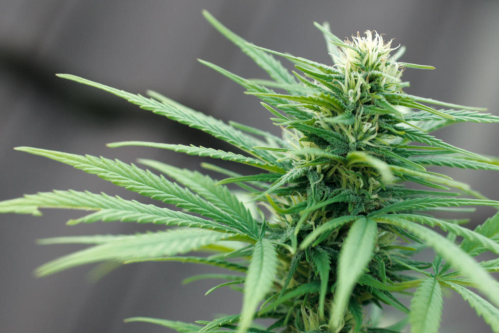 Court confirms legal weed should be taxed as tobacco SWI swissinfo.ch