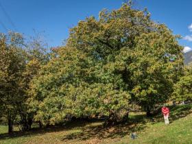 La Chataigne Luina Elue Fruit De L Annee 19 Swi Swissinfo Ch La Chataigne Luina Elue Fruit De L Annee 19 Swi Swissinfo Ch