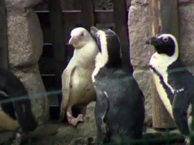 Un Manchot Du Cap Albinos Voit Le Jour Au Zoo De Gdansk Swi Swissinfo Ch