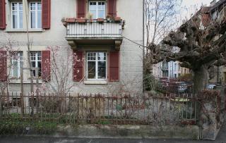 Une échelle pour chat entre un arbre et un balcon