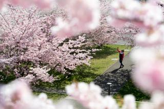 桜の花の間で写真を撮るひと