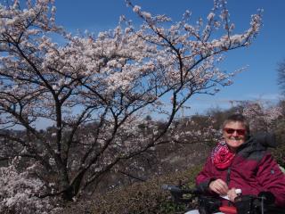 桜の下で微笑む車いすの女性