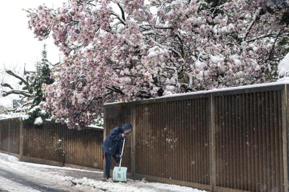 雪化粧した花