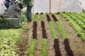 Lettuce is grown in a greenhouse