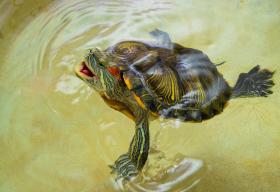 Rotwangen-Schmuckschildkröte im Wasser