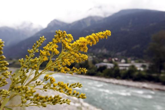 ветка с желтыми цветами над рекой