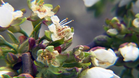 Blossoms