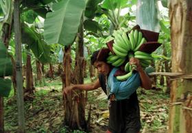 Plantación de bananas en Costa Rica