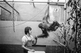 uomo con un orangotango