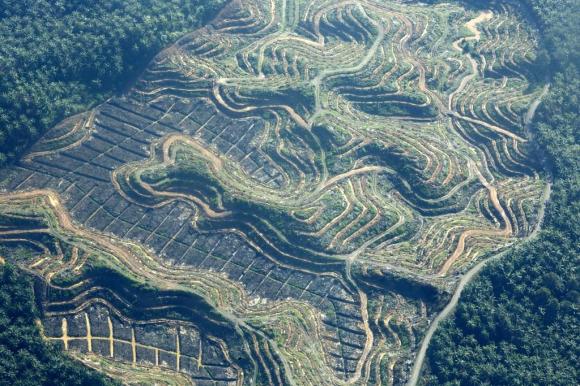 Une plantation d huile de palme vue du ciel