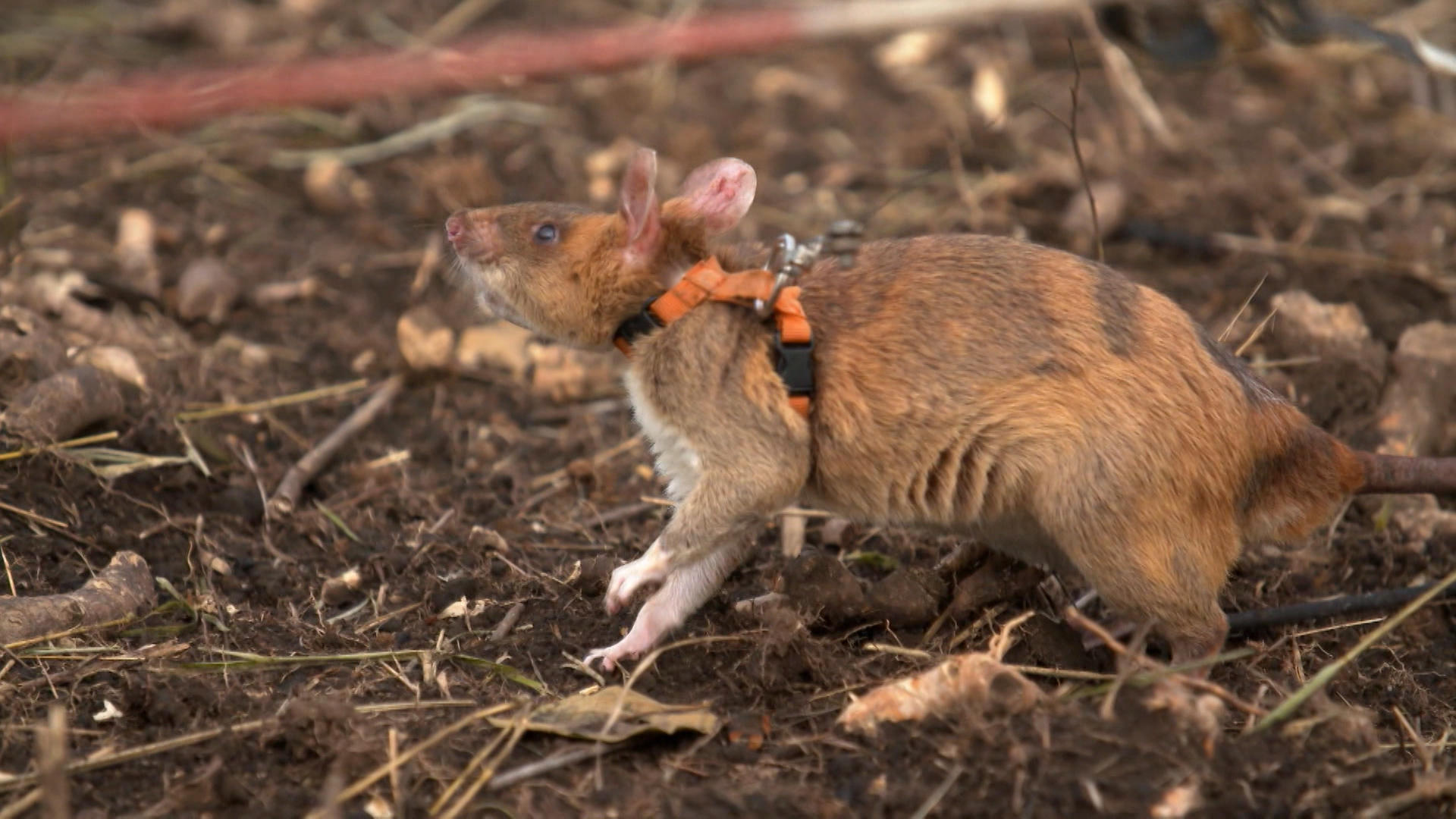 地雷を探知するネズミが登場 結核もかぎ分ける Swi Swissinfo Ch