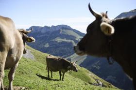 山の牧草地にいる3頭の牛