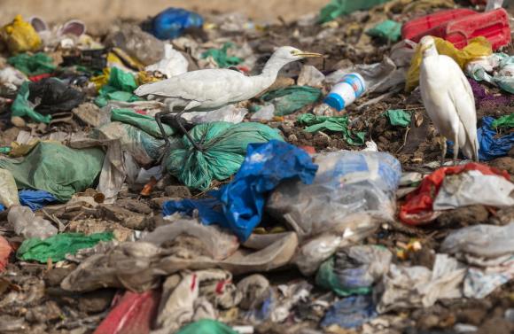 Birds scavenge on plastic polluted beach