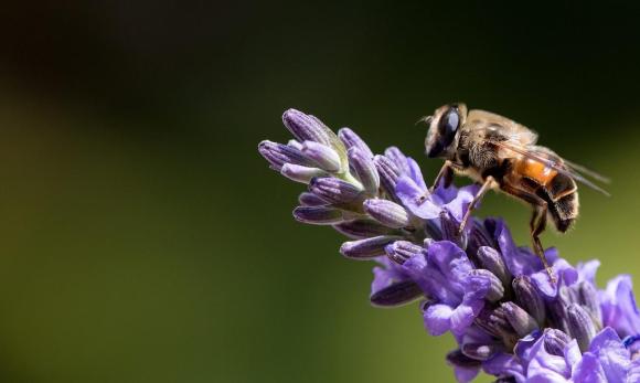Una abeja sobre una flor de lavanda