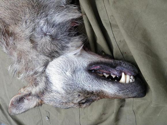 Head of a dead wolf