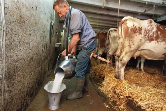 Farmer pours milk into a bucket