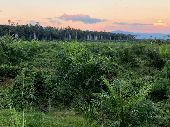 An area that was recently deforested for palm oil near Uchiza, Peru.