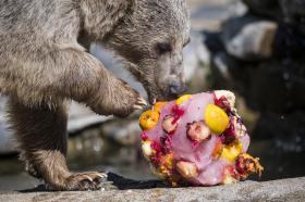 氷とフルーツの塊をなめるクマ