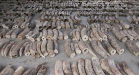 シンガポールで今年7月に押収された約9トンの象牙と11トンのセンザンコウの鱗