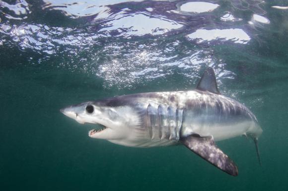 Mako shark in sea