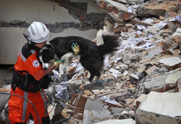 レスキュー活動をする救助犬とハンドラー
