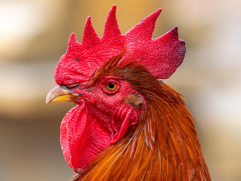 Le coq Maurice pourra continuer de chanter sur l'île d'Oléron SWI