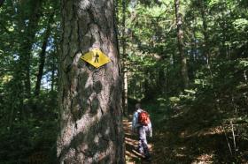 Tree with a sign