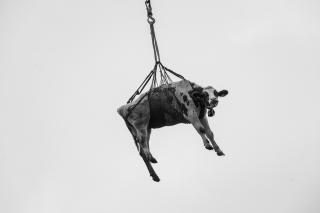 Fliegende Kuh