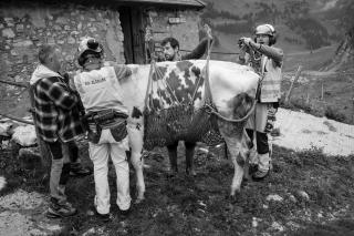 Cow being prepared for flight with harness