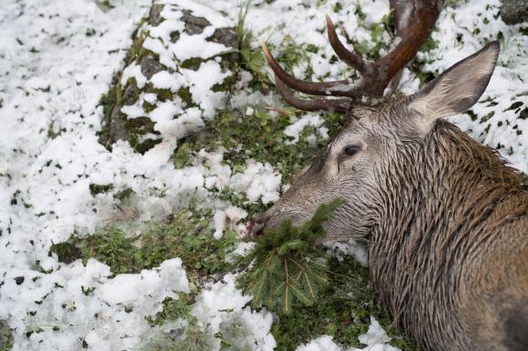 Ein Hirsch mit Bruch, am ersten Tag der Hochjagd