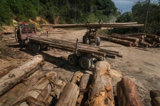 Holzumschlagplatz mit Lastwagen