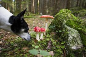 Dog sniffing a mushroom