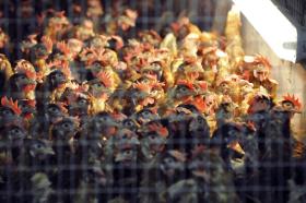 Layiing hens crowed into a coop