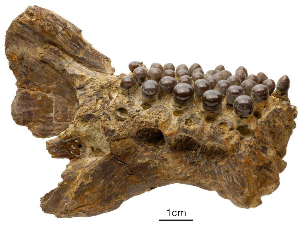 Fish fossil with unusual teeth found - SWI swissinfo.ch