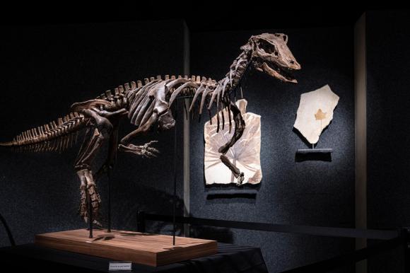 A T. Rex Sold for $31.8 Million, and Paleontologists Are Worried