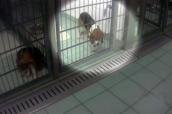 报道称，幼小猎犬被用于残酷的动物实验，然后在一家瑞士制药公司的德国实验室里死去。