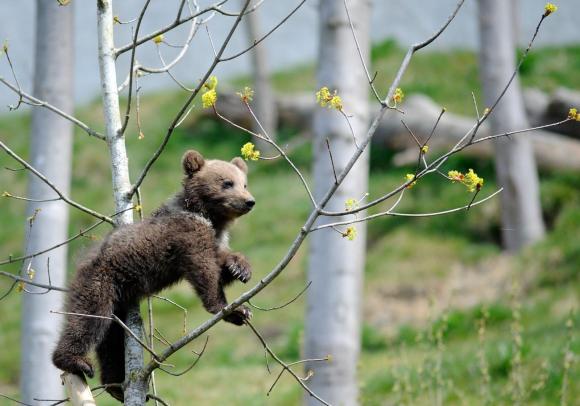 Young bear up a tree