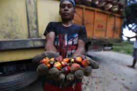 Un joven muestra frutos del aceite de palma