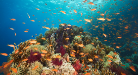 coralli rossi e pesci in fondale marino.