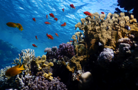 Arrecife de coral en el Mar Rojo