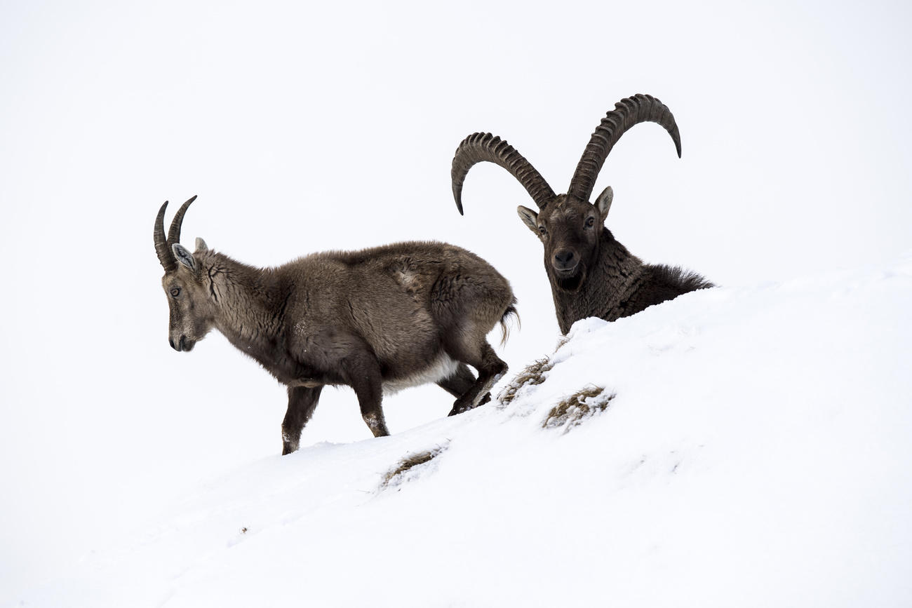 スイスの動物アイベックス 州の収入源に Swi Swissinfo Ch スイスの動物アイベックス 州の収入源に Swi Swissinfo Ch