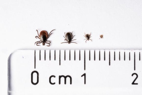 蜱虫生长的各个阶段：从左到右依次为成年雌性、成年雄性、若虫和幼虫。