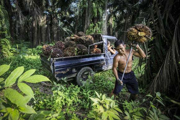 Agricultor de palma no meio da floresta