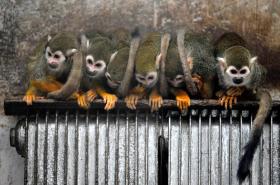 macacos sentados num radiador