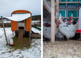 links: Hühnerstand auf Rädern; rechts: sogenannte Zweinutzungs-Hühner im Freilandgehege