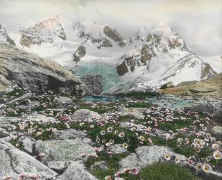 fiori di fronte a un ghiacciaio